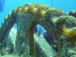 Anchor Winch on Bow SS Thistlegorm

 by Harvey Page 